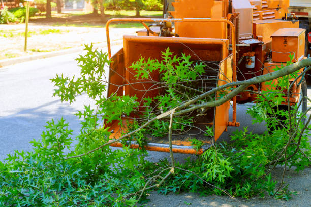 Grass Overseeding in Hawthorne, CA