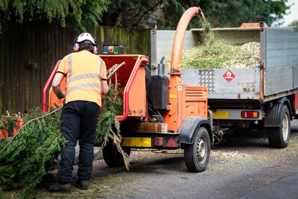 Best Tree Preservation Services  in Hawthorne, CA