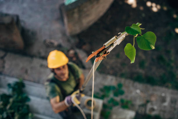 Best Tree and Shrub Care  in Hawthorne, CA