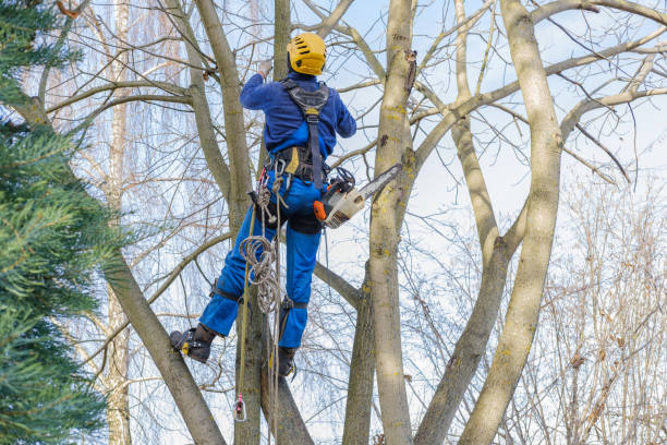 Best Storm Damage Tree Cleanup  in Hawthorne, CA