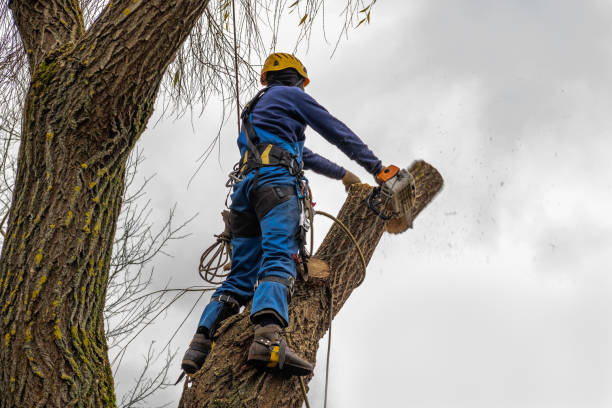 Best Root Management and Removal  in Hawthorne, CA