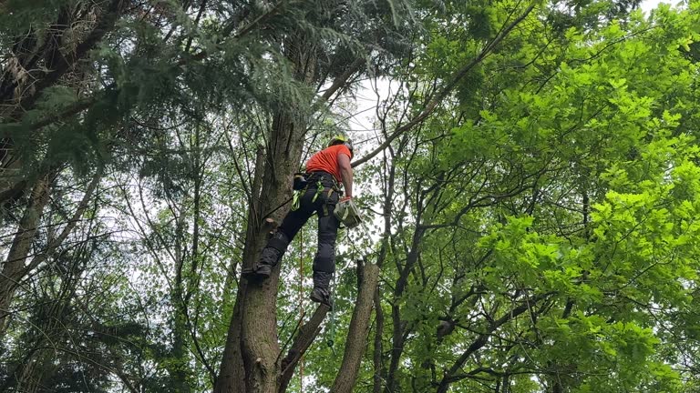 Best Palm Tree Trimming  in Hawthorne, CA