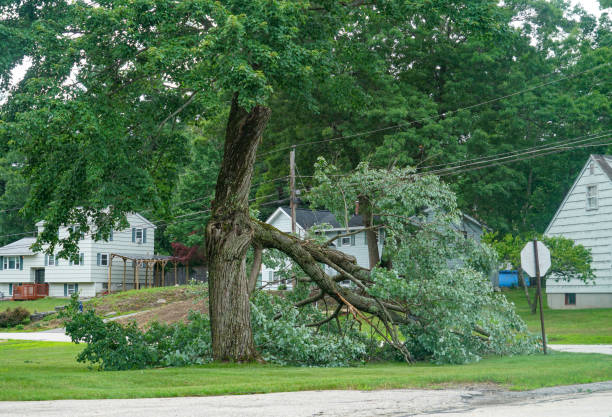 Hawthorne, CA Tree Services Company