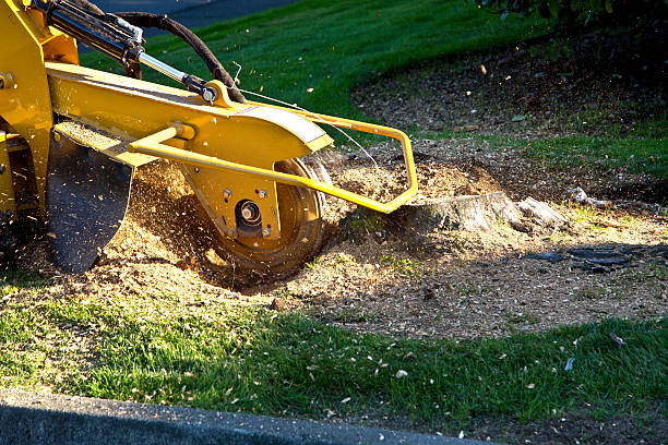 How Our Tree Care Process Works  in  Hawthorne, CA