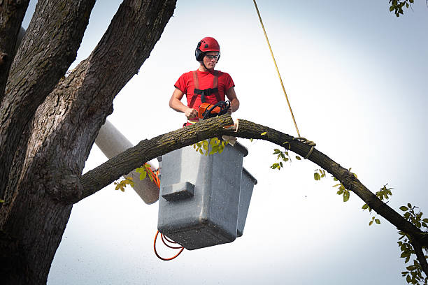 Best Hazardous Tree Removal  in Hawthorne, CA