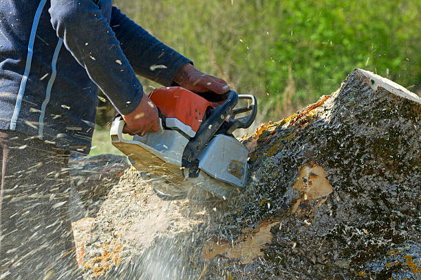 Best Soil Testing and Treatment  in Hawthorne, CA