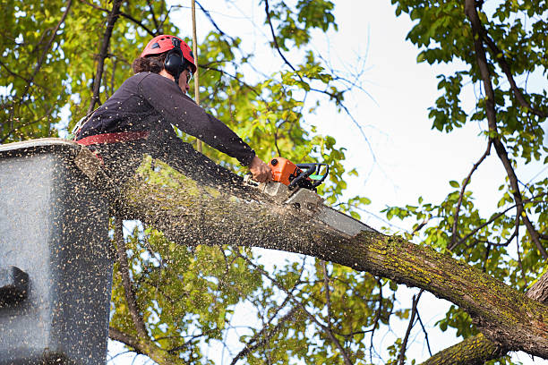 Professional Tree Services in Hawthorne, CA